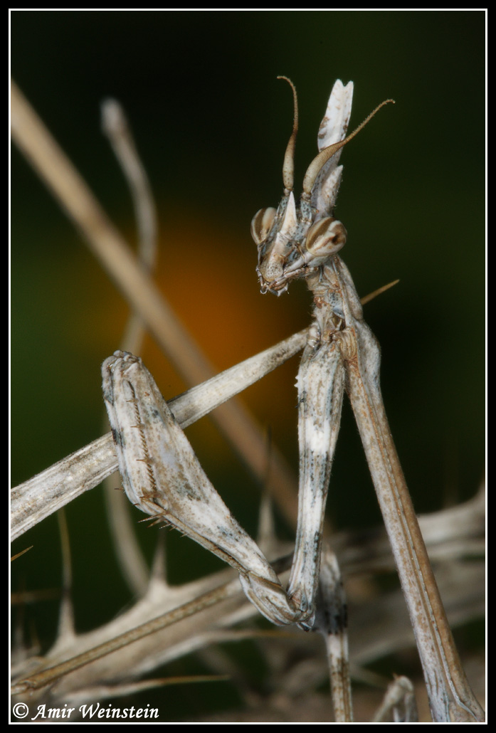 Mantis egg case